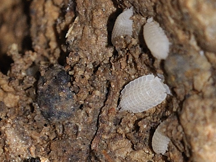 Platyarthridae - Platyarthrus aiasensis